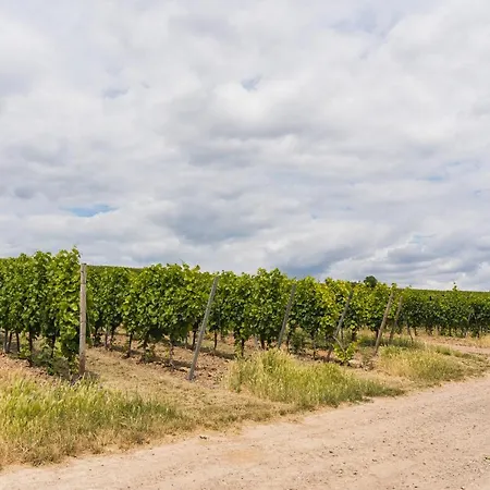 In Den Weinbergen Bei Mainz - Mit 2x Doppelzimmern, 1x Großes Wohnzimmer, Bad&küche Stadecken-Elsheim