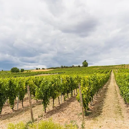 In Den Weinbergen Bei Mainz - Mit 2x Doppelzimmern, 1x Grosses Wohnzimmer, Bad & Kueche * Stadecken-Elsheim