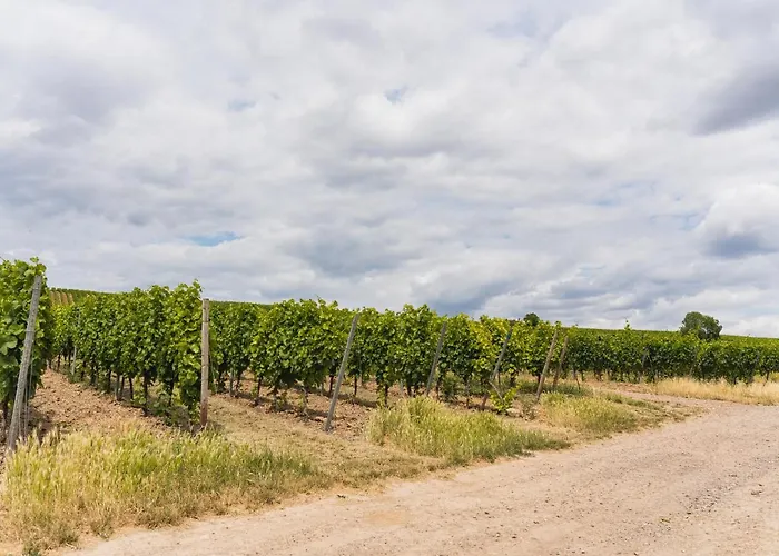 In Den Weinbergen Bei Mainz - Mit 2x Doppelzimmern, 1x Grosses Wohnzimmer, Bad & Kueche Stadecken-Elsheim