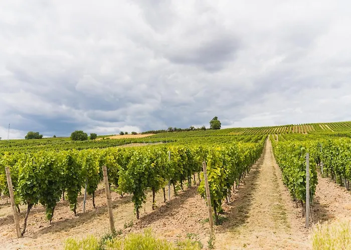 In Den Weinbergen Bei Mainz - Mit 2x Doppelzimmern, 1x Grosses Wohnzimmer, Bad & Kueche * Stadecken-Elsheim